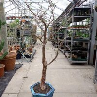 Bursera schlechtendalii Zacatecas, Puebla, Zapotitlan,...