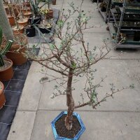 Bursera schlechtendalii Zacatecas, Puebla, Zapotitlan,...