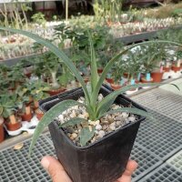 Furcraea bedinghausii M-Mexiko
