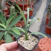 Furcraea bedinghausii M-Mexiko