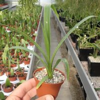 Furcraea bedinghausii M-Mexiko
