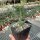 Furcraea bedinghausii M-Mexiko