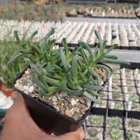 Chasmatophyllum musculinum (dw)