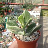 Crassula ovata cv. variegata