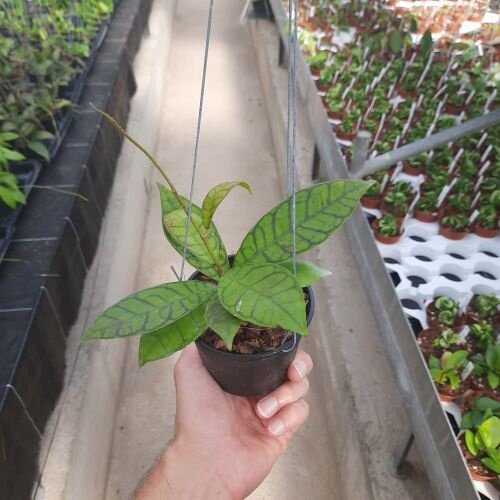 Hoya callistophylla