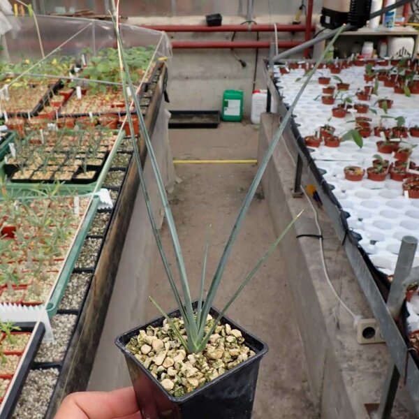 Dracaena serrulata Südliches Arabien und Jemen