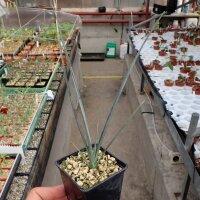 Dracaena serrulata Südliches Arabien und Jemen
