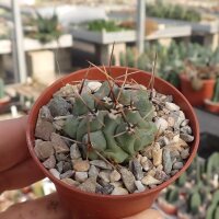 Thelocactus schwarzii Dw 73a
