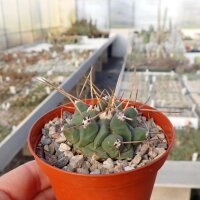 Thelocactus schwarzii Dw 73a