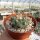 Thelocactus schwarzii Dw 73a