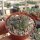 Thelocactus schwarzii Dw 73a