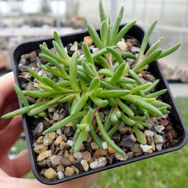 Delosperma cv. Parva rubrum (dw)