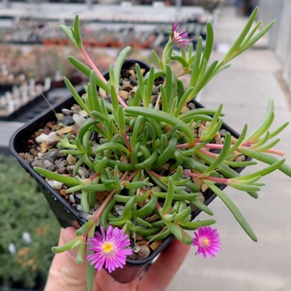 Delosperma cv. Parva purpurea (dw)