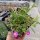 Delosperma cv. Parva purpurea (dw)