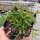 Delosperma cv. Parvus Mix (dw)