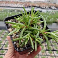Delosperma cv. Parva Flavo (dw)