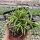 Delosperma cv. Parva Flavo (dw)