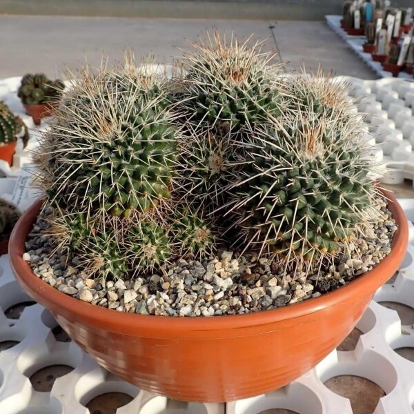Mammillaria bernalensis Rep. 032