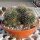 Mammillaria bernalensis Rep. 032