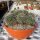 Mammillaria bernalensis Rep. 032