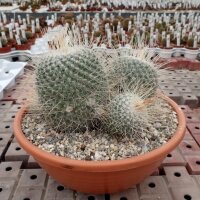 Mammillaria geminispina Rep. 304
