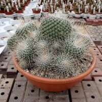 Mammillaria geminispina Rep. 304
