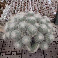 Mammillaria geminispina Rep. 304