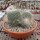 Mammillaria geminispina Rep. 304