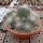 Mammillaria geminispina Rep. 304