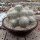 Mammillaria geminispina Rep. 304