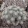 Mammillaria geminispina Rep. 304