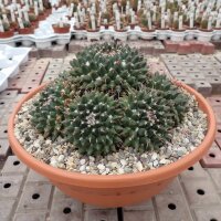 Mammillaria macroacantha Rep. 1432b