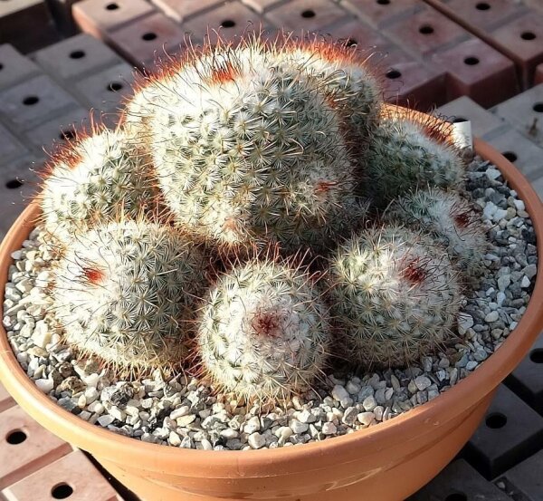 Mammillaria bombycina Rep. 2315