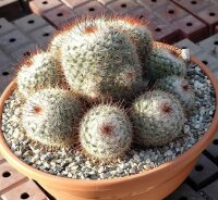 Mammillaria bombycina Rep. 2315