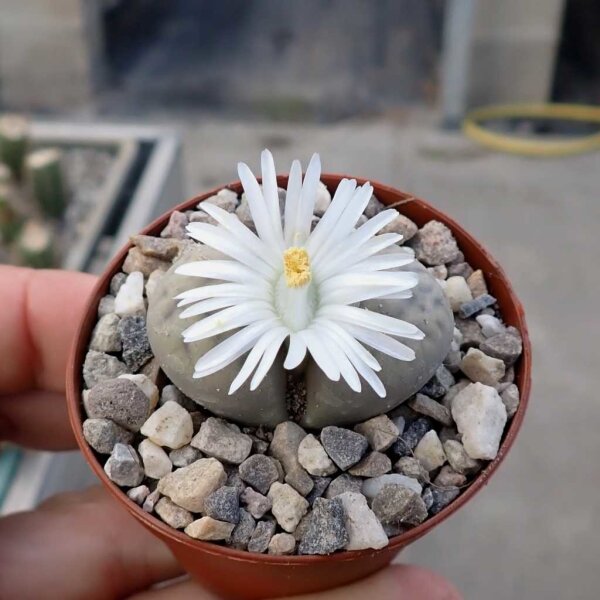 Lithops karasmontana v. eberlanzii S 263