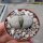 Lithops karasmontana v. eberlanzii S 263