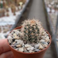 Echinocereus fitchii ssp. bergmannii DU 066