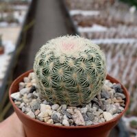Echinocereus rigidissimus USA, Chihuahua Grenze