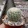Echinocereus rigidissimus USA, Chihuahua Grenze