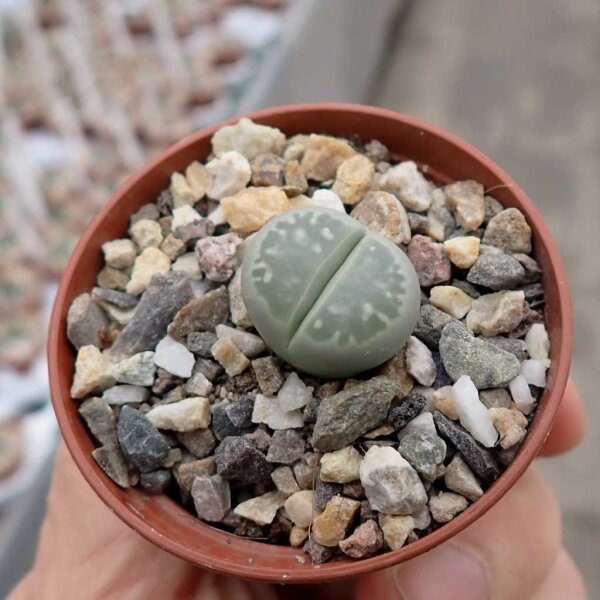 Lithops olivacea S 636