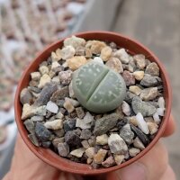 Lithops olivacea S 636