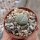 Lithops olivacea S 636
