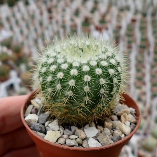 Notocactus neobuenekeri HU 14