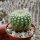 Notocactus neobuenekeri HU 14