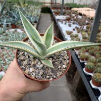 Agave guiengola f. marginata  cv. Creme Brulee