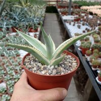 Agave guiengola f. marginata  cv. Creme Brulee