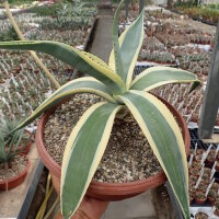 Agave guiengola f. marginata  cv. Creme Brulee