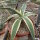 Agave guiengola f. marginata  cv. Creme Brulee
