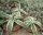 Agave guiengola f. marginata  cv. Creme Brulee
