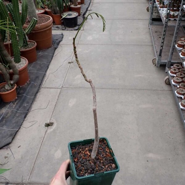 Delonix regia